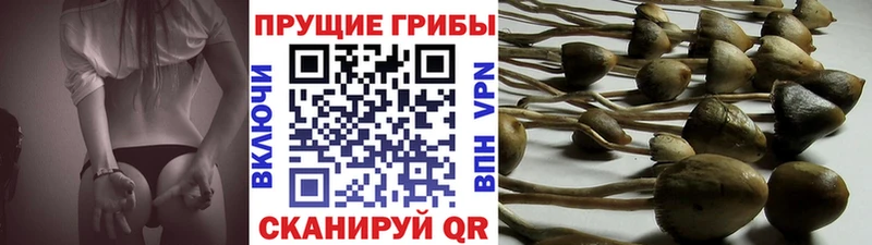 Галлюциногенные грибы Psilocybe  Купить закладки  Карачев 